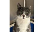 Adopt Josh a Domestic Short Hair
