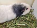 Adopt Stormy a Guinea Pig