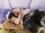 Adopt Smores a Guinea Pig