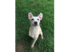 Adopt Captain a Labrador Retriever