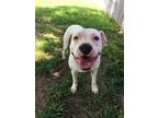 Adopt Farkle a American Bully