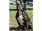 Adopt Berkeley a Pit Bull Terrier