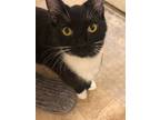Adopt Charlie a Domestic Short Hair
