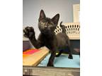 Adopt Anthony a Domestic Short Hair