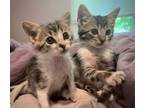 Adopt Bruce a Domestic Short Hair