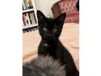 Adopt Dill Pickle a Domestic Short Hair