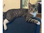 Adopt Jaq a Domestic Short Hair