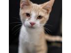 Adopt Nyx a Domestic Short Hair