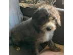 Adopt Charlie Jr a Schnauzer, Poodle