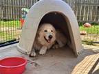 Adopt Pete a Great Pyrenees