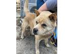 Adopt Apollo a Chow Chow