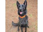 Adopt DIESEL a Dutch Shepherd