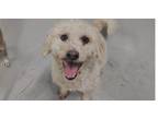 Adopt Keaton #5961 a Poodle