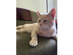 Adopt Joe (24-134 C) a Domestic Short Hair