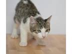 Adopt Elmo a Domestic Short Hair