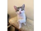 Adopt Bear a Domestic Short Hair