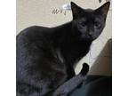 Adopt Jeff a Domestic Short Hair