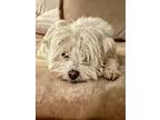 Adopt Nicholas a Bichon Frise, Terrier