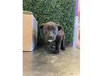 Oreo*, Border Terrier For Adoption In El Paso, Texas