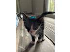 Adopt Jake a Domestic Short Hair, Siamese