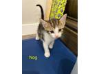 Adopt Nog a Domestic Short Hair, Siamese