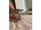 Adopt Dax a Domestic Short Hair, Siamese