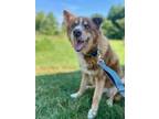 Adopt Rocky a Husky