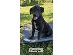 Adopt Trooper a Labrador Retriever, Feist