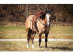 buckskin gelding