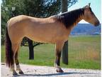 buckskin mare