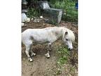 28" blue roan stud appy bred