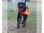 Bullmasador DOG FOR ADOPTION RGADN-1089595 - Diesel - Bullmastiff / Labrador