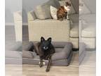 Dutch Shepherd Mix DOG FOR ADOPTION RGADN-1089607 - Desert Dog Esmeralda - Dutch