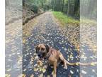 German Shepherd Dog-Redbone Coonhound Mix DOG FOR ADOPTION RGADN-1089609 - Mongo