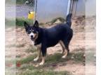 Bernese Mountain Dog-Huskies Mix DOG FOR ADOPTION RGADN-1089669 - Beth - Bernese