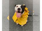American Pit Bull Terrier DOG FOR ADOPTION RGADN-1089682 - RWBY- Adoption Fee