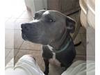 American Staffordshire Terrier DOG FOR ADOPTION RGADN-1089764 - BEAU - American