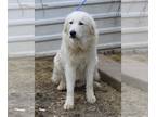 Great Pyrenees Mix DOG FOR ADOPTION RGADN-1089860 - Athena - Great Pyrenees /
