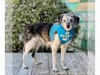 Jack Russell Terrier DOG FOR ADOPTION RGADN-1089884 - Pierre - Jack Russell