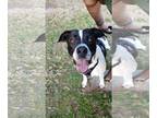 Australian Shepherd Mix DOG FOR ADOPTION RGADN-1090036 - Buck - Australian