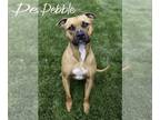 American Pit Bull Terrier Mix DOG FOR ADOPTION RGADN-1090080 - Pebble - American