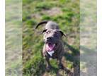 American Pit Bull Terrier Mix DOG FOR ADOPTION RGADN-1090088 - Shadow - Pit Bull
