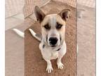 German Shepherd Dog-Huskies Mix DOG FOR ADOPTION RGADN-1090109 - Crispin - Husky
