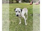 Pointer Mix DOG FOR ADOPTION RGADN-1090125 - Tater - English Pointer / Mixed