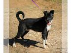 Basenji-Boxer Mix DOG FOR ADOPTION RGADN-1090144 - Mack - Basenji / Boxer /