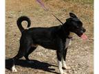 Basenji-Boxer Mix DOG FOR ADOPTION RGADN-1090146 - Mack - Basenji / Boxer /