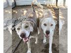 Huskies Mix DOG FOR ADOPTION RGADN-1090211 - Tenor and Bass - Husky / Mixed