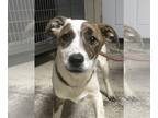 Border Collie Mix DOG FOR ADOPTION RGADN-1090246 - Cricket - Border Collie /