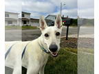 Labrador Retriever-white german shepherd Mix DOG FOR ADOPTION RGADN-1090265 -