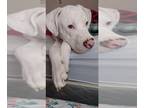 Mix DOG FOR ADOPTION RGADN-1090312 - Z - Casper - Courtesy Post!